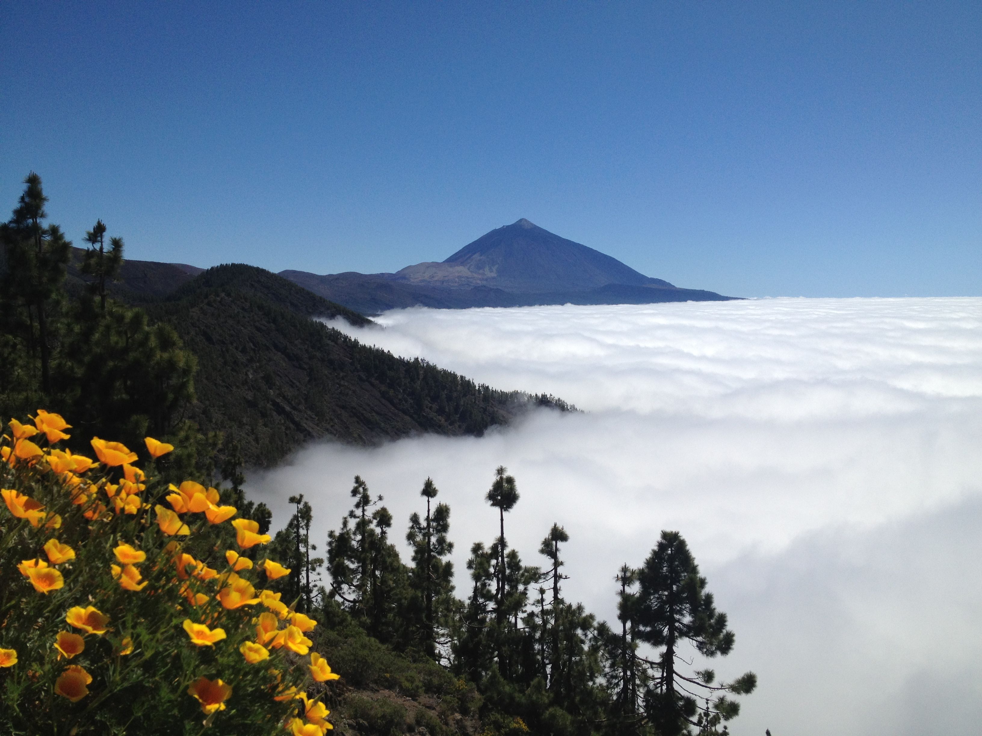 Un sombrero sobre medianías y bosques: el mar de nubes en Tenerife